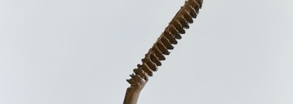 Весьма интересная тушь для бровей Color Salute Define & Shape в оттенке Taupe от Ok Beauty