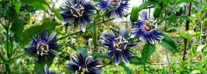 Итальянские гости в моем уходе за кожей тела с L'Erbolario