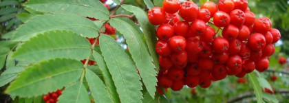 Коралловый браслет или такой неоднозначный YSL La Laque Couture №4