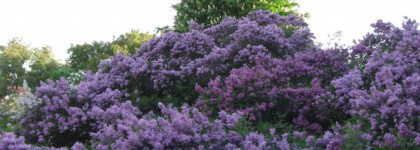 Призываю весну с Salvador Dali Purple Light