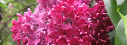 Призываю весну с Salvador Dali Purple Light