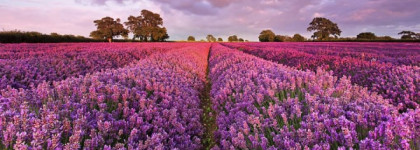 Сладких снов со спреем для подушки Sleep Therapy от Primavera