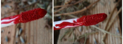 Жидкая губная помада Vivienne sabo бархатная Levres de Velours rouge a levres liquid velours в оттенке 204