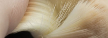 Chanel Vitalumiere Loose Powder Foundation with mini kabuki brush SPF 15 #10