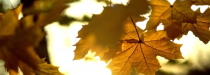 Золотая осень во флаконе Ylang in Gold M. Micallef