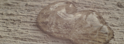 Мои неизменные спутники от Гельтек