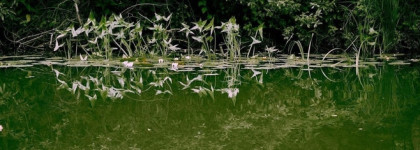 Сладость или гадость?