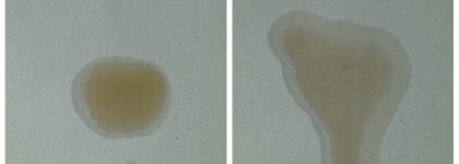 Масло бэй от Мастерской Олеси Мустаевой - спасение шевелюры + рецепт одной из моих масок для кожи головы
