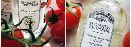 Обзор томатной теплицы: Listya Tomata i Chernoy Smorodiny (Листья томата и черной смородины) Brocard