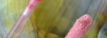 Colourpop и 33 несчастья. Блеск для губ Colourpop Lux Gloss в оттенке Panache и масло для губ Colourpop Lux Lip Oil в оттенке Bengal