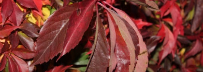 Прекрасная красная • Inglot lipstick Rouge a lavres 176