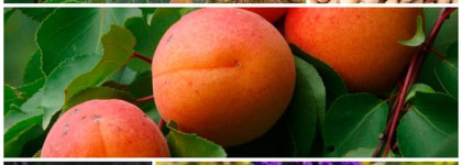 Jo Malone London новая коллекция цветочных ароматов. Одеколон Silk Blossom и дымка для волос Star Magnolia