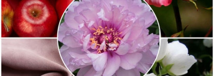 Peony & Blush Suede от Jo Malone London - женственный, томный, шлейфовый