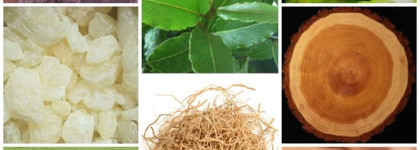 Такие красивые и неоднозначные ароматы Le Labo The Noir 29, Labdanum 18 и Patchouli 24