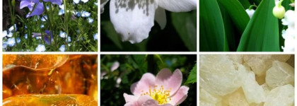 Идем в лес с ароматами лета от Jo Malone Wild Bluebell и Oud & Bergamot