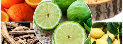 Идем в лес с ароматами лета от Jo Malone Wild Bluebell и Oud & Bergamot