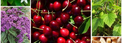 Подборка ягодных ароматов (Prada, Juliette Has A Gun, Judith Leiber, Guerlain, Брокар)