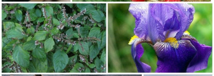 Подборка ягодных ароматов (Prada, Juliette Has A Gun, Judith Leiber, Guerlain, Брокар)