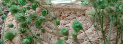 Дни лёгкости. Mugler Cologne