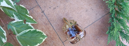 Гурманика. Mugler Alien Essence Absolue