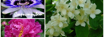 Элегантная чувственность и нежность с ароматом Blumarine Bellissima Parfum Intense