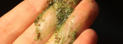 Упругие бедра за 400 рублей. Кедровая соль-пилинг для тела Sauna&SPA Natura Siberica