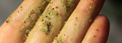 Упругие бедра за 400 рублей. Кедровая соль-пилинг для тела Sauna&SPA Natura Siberica