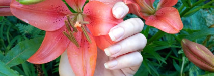 DNC Nail Nut Oil Ореховое масло для ногтей Укрепляющее