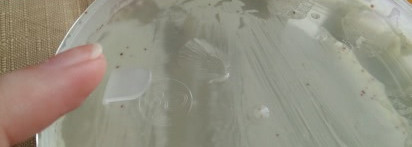 Бюджетный скраб для тела Avocado oil body scrub от Planeta Organica