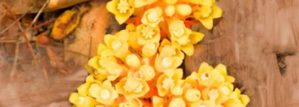 Новый аромат от Byredo "De los Santos"