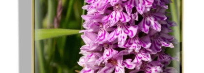 Chantecaille Wild Meadows Spring 2023 Collection