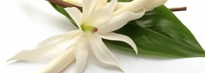 Парфюмерные новинки от Tom Ford, YSL и Giorgio Armani