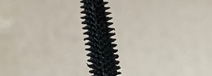 Очередная белорусская Тушь Secret Секрет роскошных ресниц от Luxvisage. Любовь или разочарование?