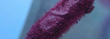 Новинка 2016 года от Vivienne Sabo