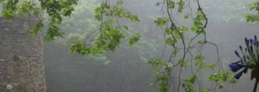 Похититель Роз L`artisan Voleur de Roses