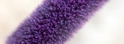 Lime Crime Wet Cherry Gloss #Black cherry