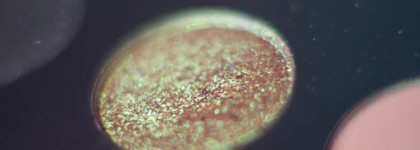 Pat Mcgrath Labs Mothership Mega: Celestial Divinity