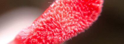 Mac Powerglass Plumping Lip Gloss