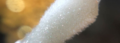 Clarins Lip Comfort Oil Shimmer #Sequin flares