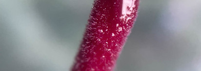 Для нелюбителей липких блесков: Shik Lip Care Gloss #Blackberry