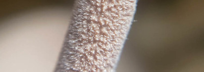 Самый нюдовый нюд: Lime Crime Wet Cherry Lip Gloss #White Cherry