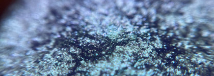 Bernovich Sparkle x-59