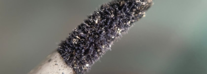 Luxvisage Glitter Rock Black Diamond