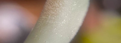 GlamBox представляет: новинка 2023 —Eclipse beauty Увлажняющее масло-блеск Aloe