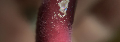 Новые масла для губ от Eclipse beauty