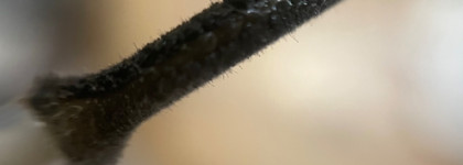 Catrice Max It Up Lip Booster Extreme 060 Good girl gone bad