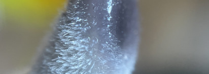 Всем остальным посторониться: Essence Hydra Kiss Lip Oil 05 Midnight Mystery