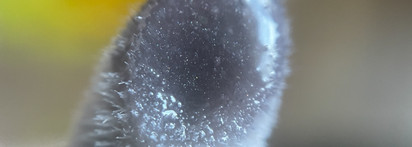 Всем остальным посторониться: Essence Hydra Kiss Lip Oil 05 Midnight Mystery