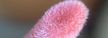 Essence Hydra Kiss Lip Oil 08 Mocha Glow