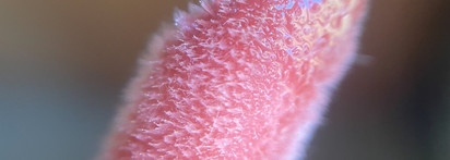 Essence Hydra Kiss Lip Oil 08 Mocha Glow